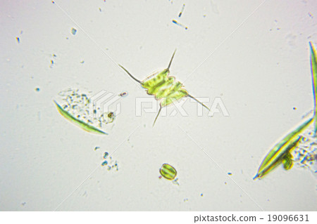 魷魚藻（顯微照片） 19096631