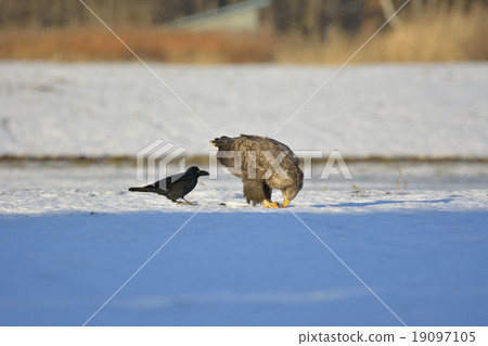 白鷹 白鷹 19097105