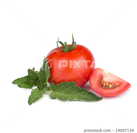 tomato with green leaf isolated  19097139