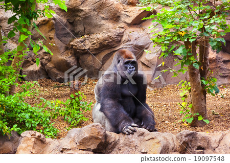 Gorilla monkey in park at Tenerife Canary Gorilla monkey in park at Tenerife Canary 19097548