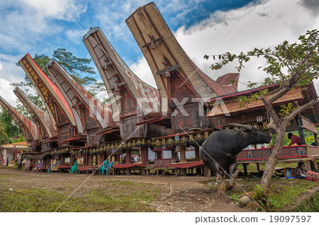 Tongkonan houses, traditional Torajan buildings 19097597
