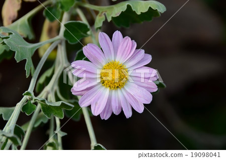 Flow list Daisy 19098041