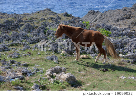 Yonagunijima Yonaguni horse Yonagunijima Yonaguni horse 19099022