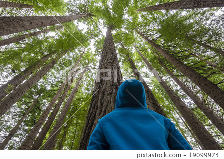 Man looking up in a forest 19099973