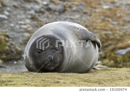 南像海豹兒童南喬治亞 19100974