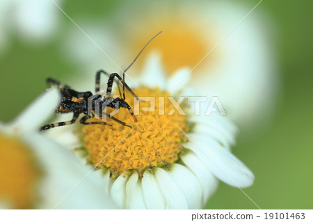 白色瑪格麗特和昆蟲 19101463