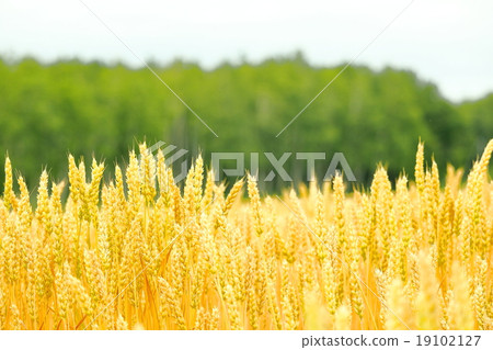 Gold golden wheat field Hokkaido 19102127