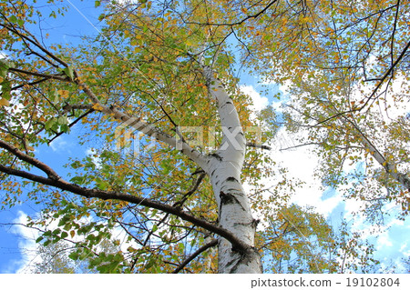 Red leaves of birch birch White birch dyed in yellow 19102804