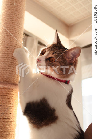Cat grinding nail 19102996