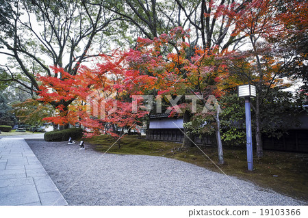 Autumn leaves at the former Hosokawa Imperial House Autumn leaves at the former Hosokawa Imperial House 19103366