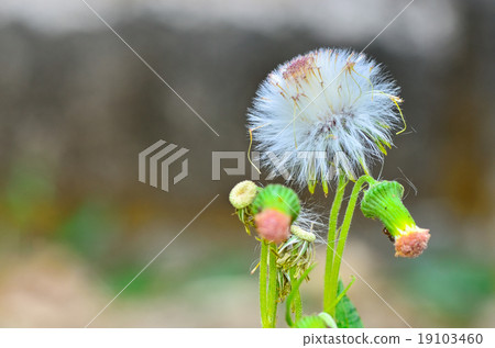 dandelion flower white dandelion flower white 19103460