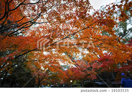 前Hosokawa Imperial House House秋葉的點亮 前Hosokawa Imperial House House秋葉的點亮 19103535