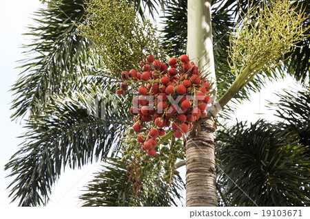 Red dates clusters of Palm tree Red dates clusters of Palm tree 19103671