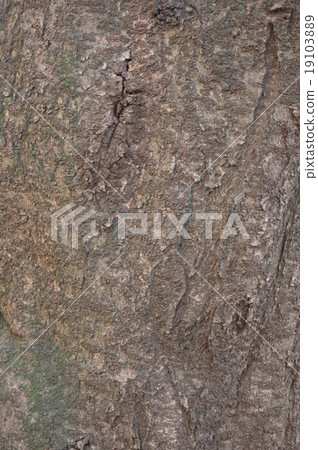 Stem texture of Yoshino cherry tree 19103889