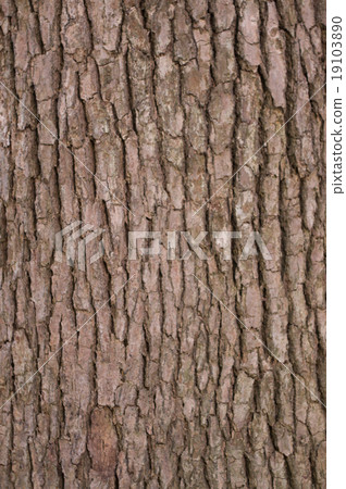 Texture of tree trunk Texture of tree trunk 19103890