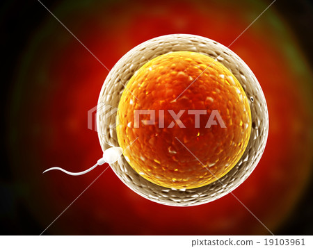 Spermatozoon, floating to ovule 19103961