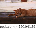 A cat's nap 1 19104189