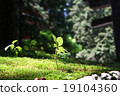 Sprout 19104360