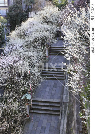 Plum blossoms Tokyo · Yushima Tenjin no Onsaka 19104389
