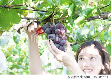 A young woman enjoying grape hunting 19104461