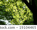 Fresh green leaves 19104465