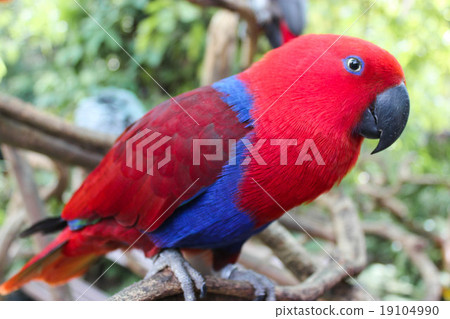 red parrot hang on branch red parrot hang on branch 19104990