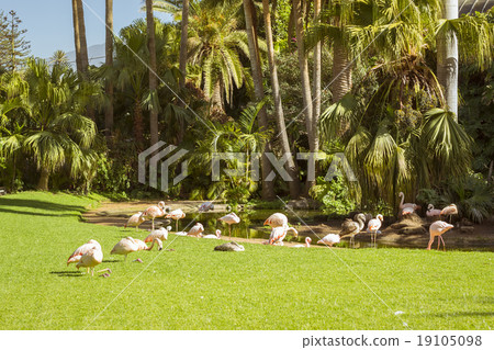 A flock of pink flamingos grazing on a meadow 19105098