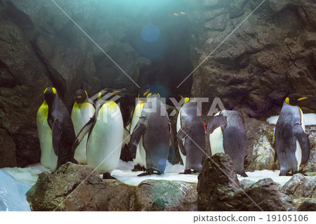 Penguins on the artificial glacier in Loro Park 19105106