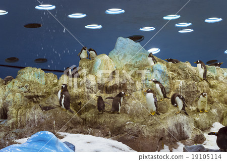 Penguins on the artificial glacier in Loro Park 19105114