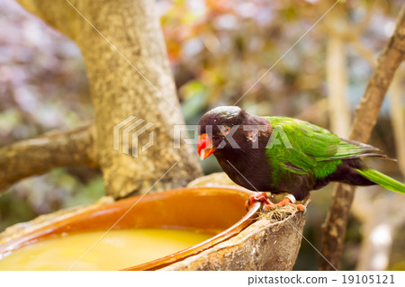 Bright parrot is feeding from bowl with seeds Bright parrot is feeding from bowl with seeds 19105121