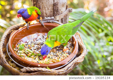 Bright parrot is feeding from bowl with seeds 19105134