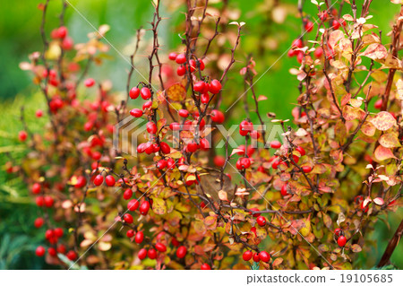 Barberry berries on bush in autumn season Barberry berries on bush in autumn season 19105685