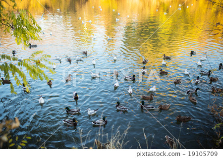Ducks and a drake swim on water in a lake, autumn 19105709
