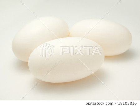 Crocodile eggs Crocodile eggs 19105810
