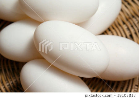 Crocodile eggs closeup Crocodile eggs closeup 19105813