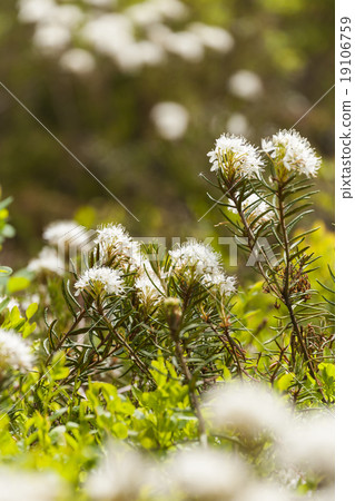 Wild Rosemary 19106759