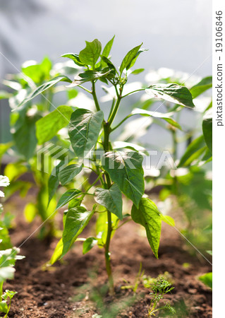Paprika on beds in the garden 19106846