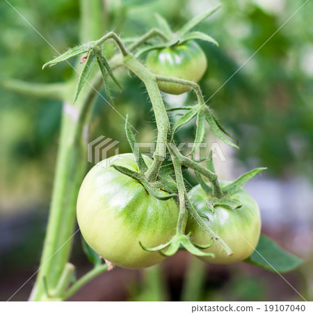 Green tomato in hothouse Green tomato in hothouse 19107040