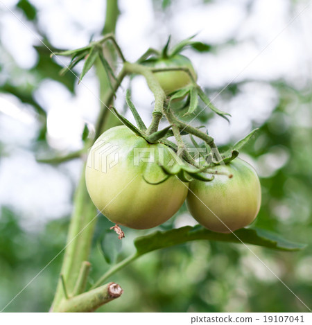 Green tomato in hothouse Green tomato in hothouse 19107041