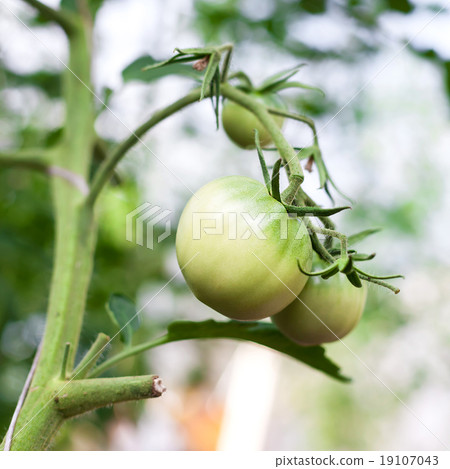 Green tomato in hothouse Green tomato in hothouse 19107043