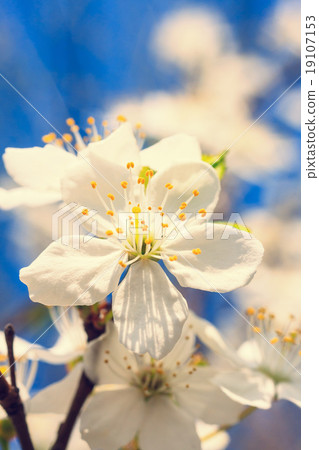 vintage white blossoms in spring 19107153