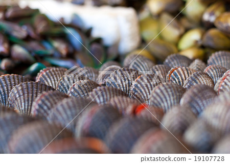 Oysters, mussels and scallops on asian market Oysters, mussels and scallops on asian market 19107728