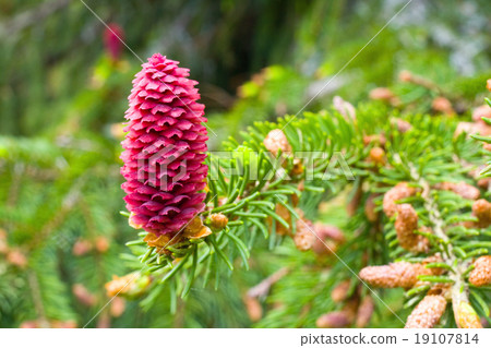 Spruce tree branch with young cones 19107814