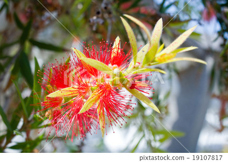 Red flower blossom, Banksia, Proteaceae 19107817