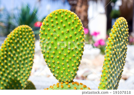 Closeup of Opuntia ficus-indica cactus Closeup of Opuntia ficus-indica cactus 19107818
