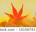 秋葉和銀杏 19108743