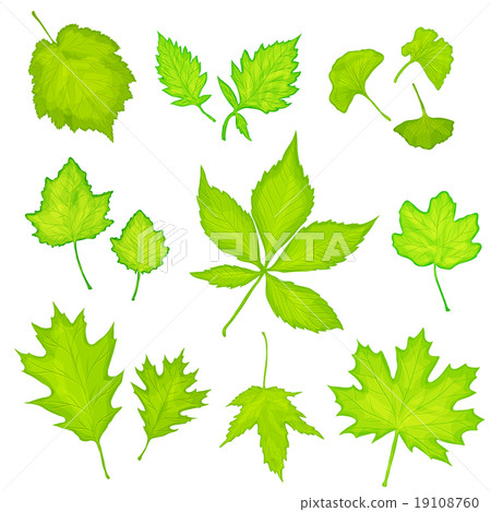 green leaves isolated background 19108760