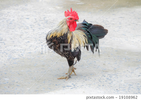 chicken bantam, Thailand 19108962