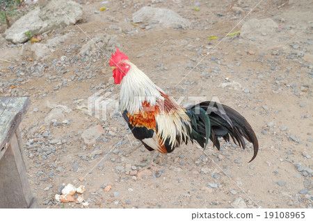 chicken bantam, Thailand 19108965