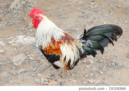 chicken bantam, Thailand 19108966